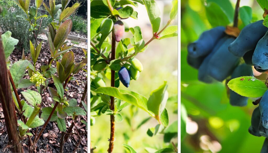 Home Honeyberries | Caledonian Horticulture