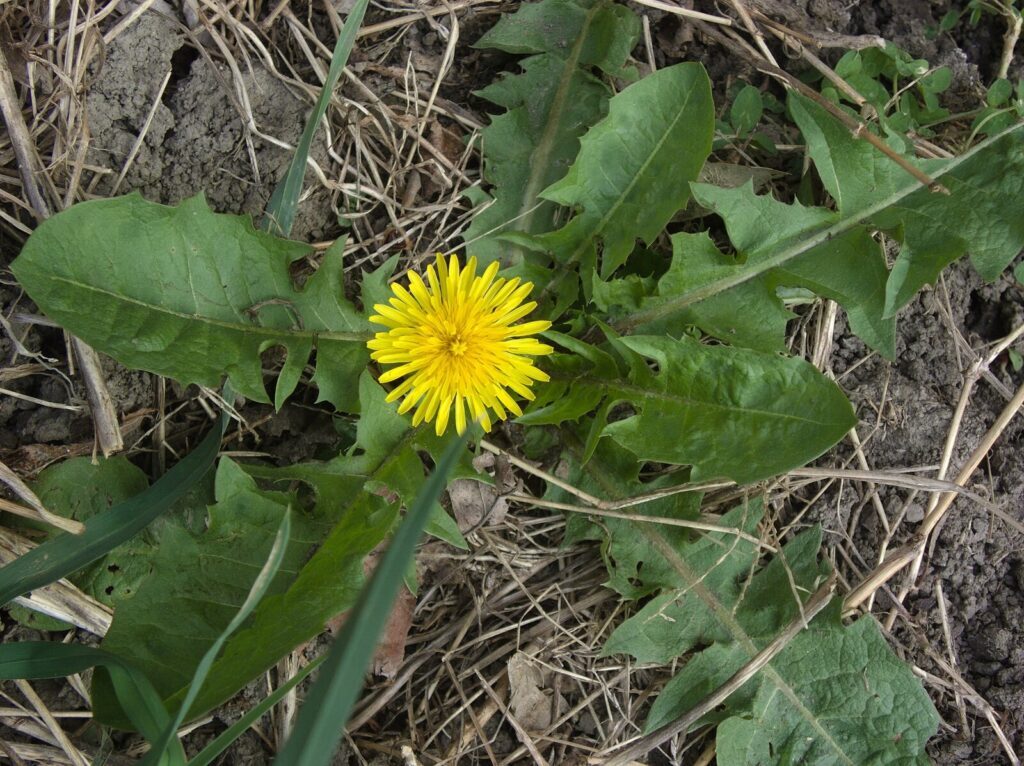 Dandelion: So Much More Than A Weed | Caledonian Horticulture