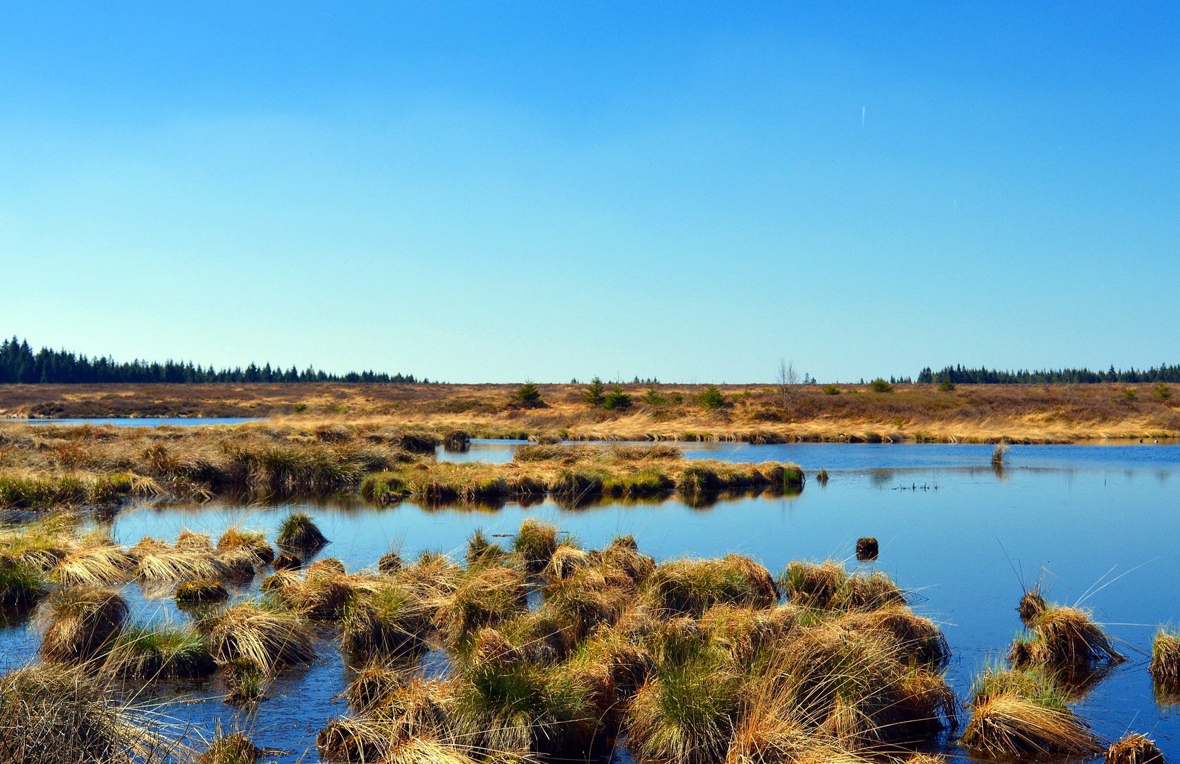 Why use peatfree products in your garden? Caledonian Horticulture