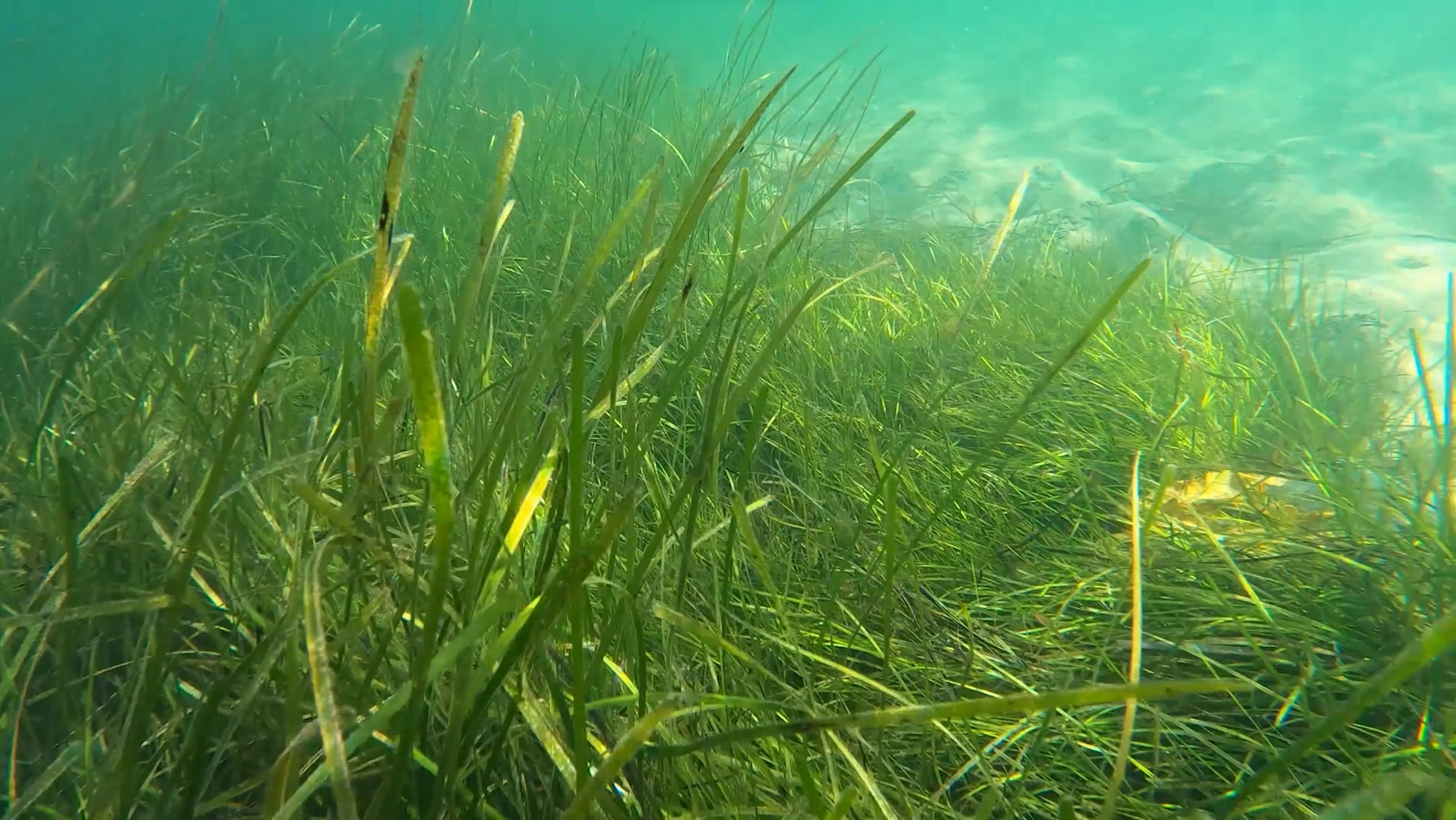 Restoring Seagrass Meadows in the Firth of Forth