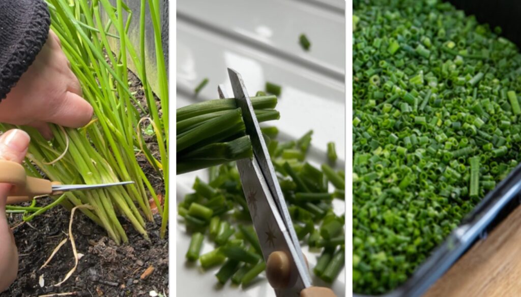 Cutting some chives to chop with kitchen scissors and freeze. Growing Chives In Scotland.