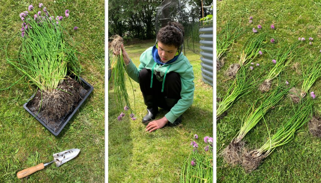 Clayton dividing a large chives plant to produce more and move around the garden. Growing Chives In Scotland.