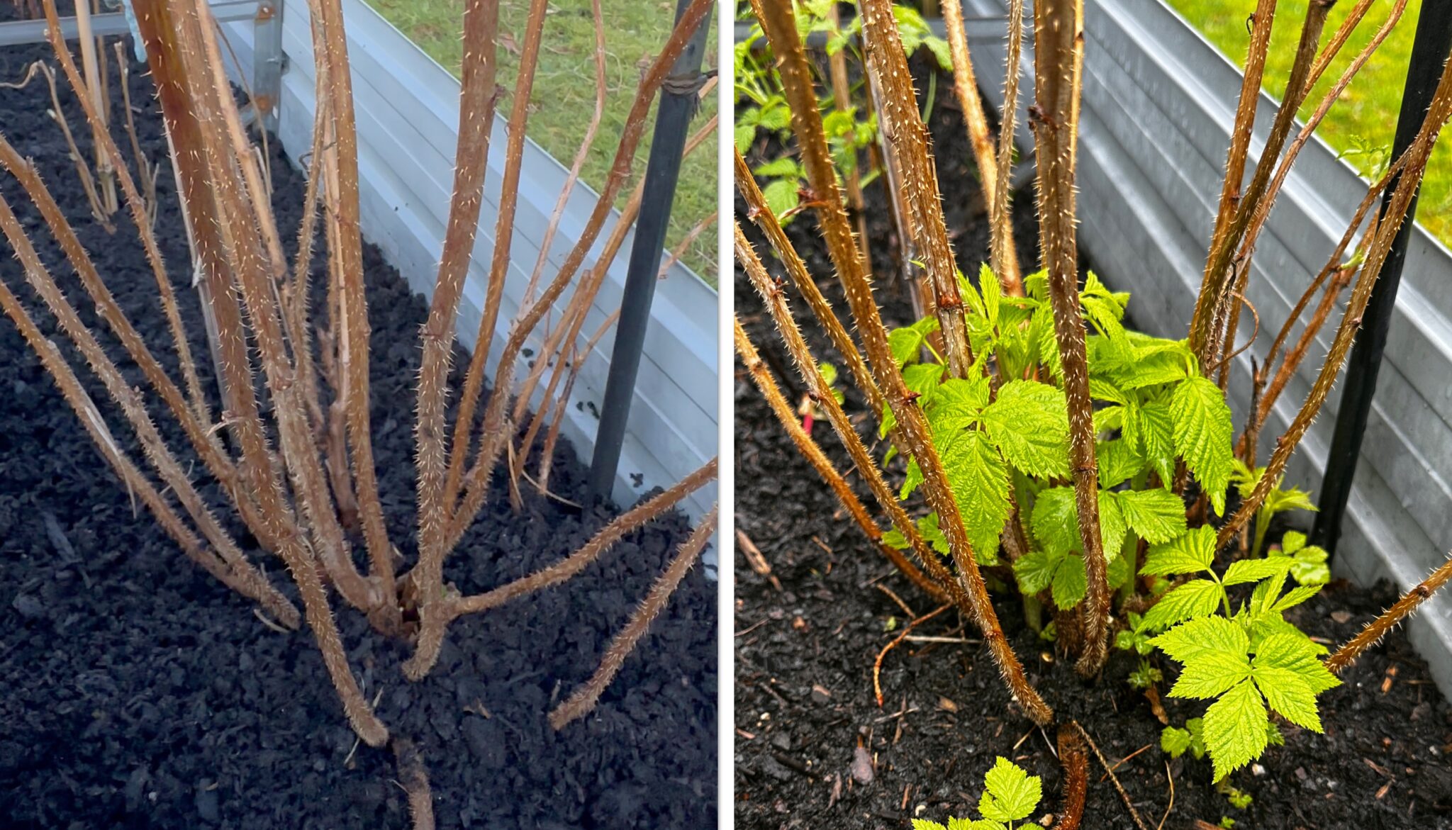 Berry Bliss: Growing Delicious Raspberries at Home