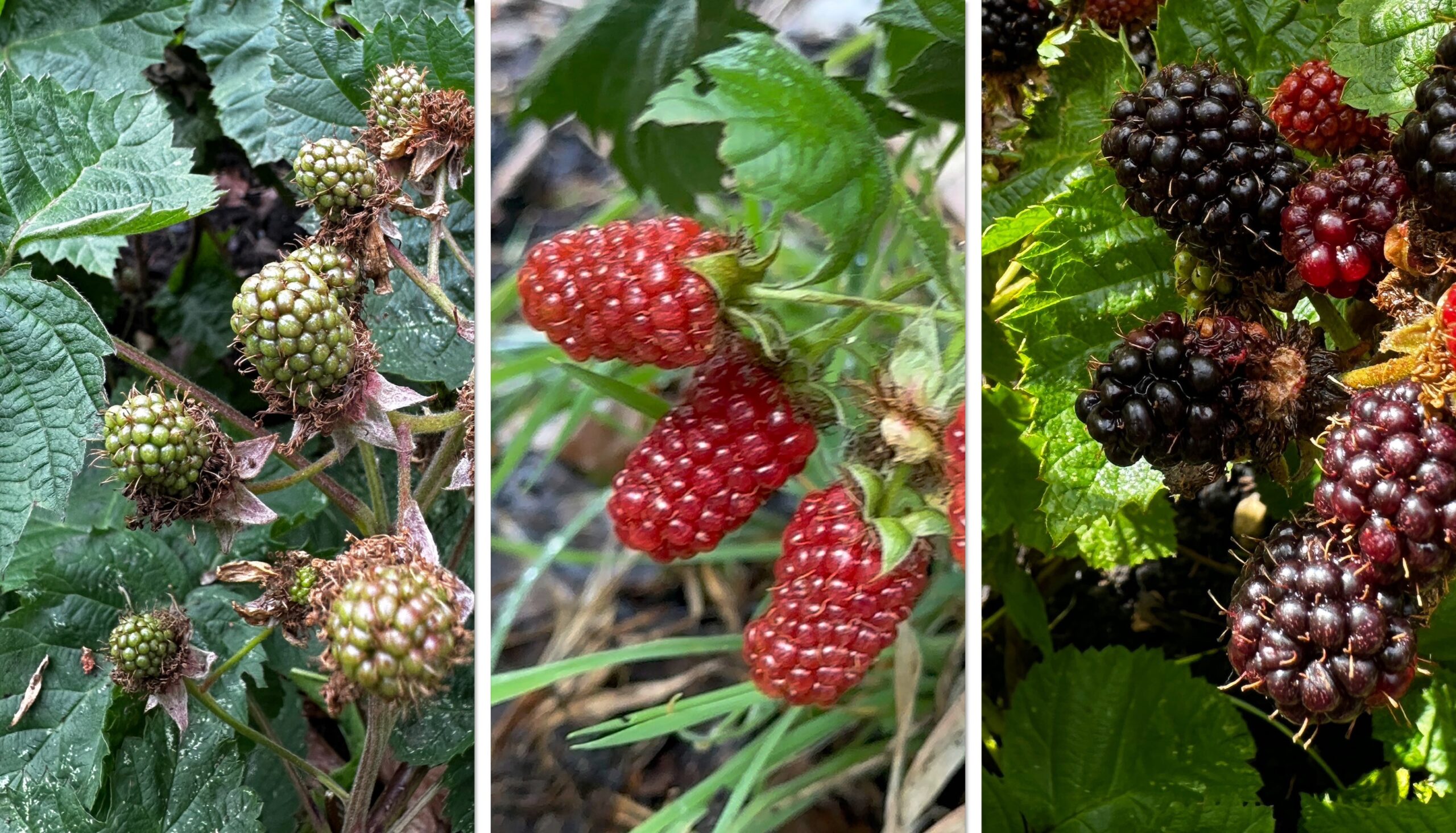 All About Blackberries | Caledonian Horticulture
