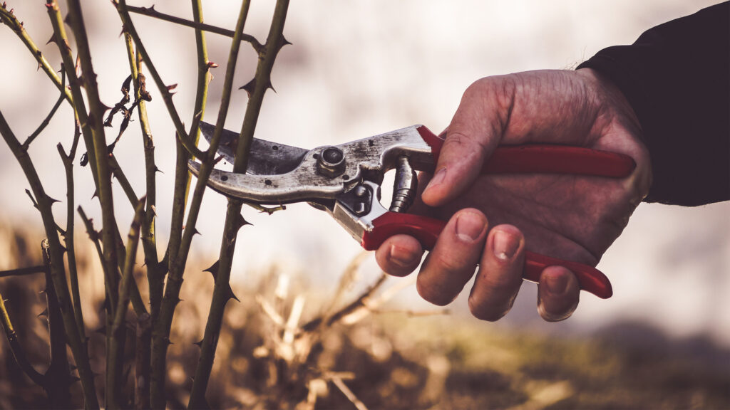 Winter Pruning in the Garden: What to Cut Back and When