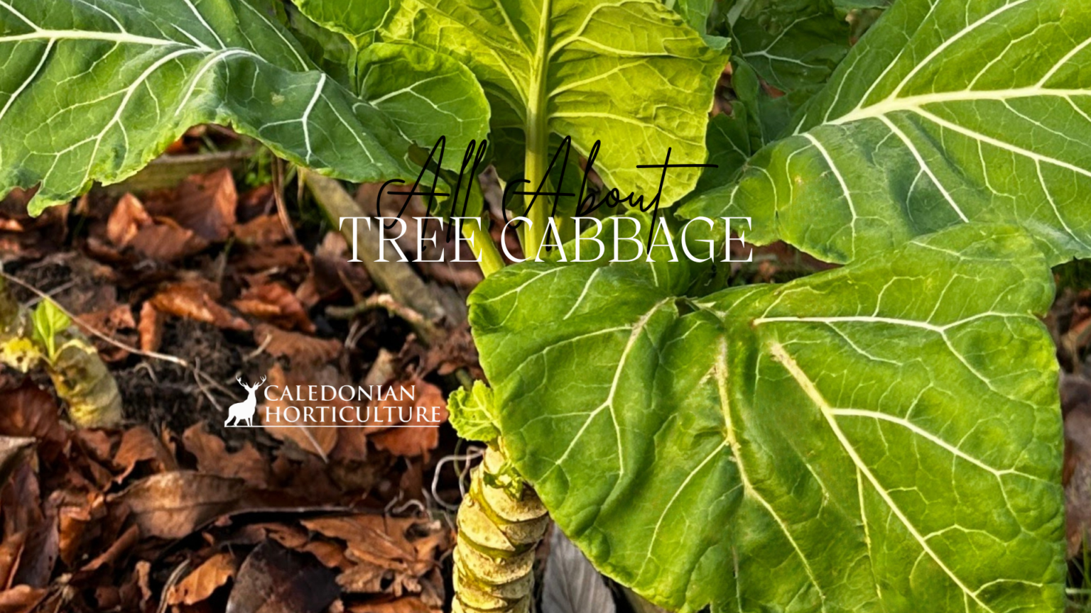 All About Tree Cabbage: Growing Hardy Brassica's in Scotland