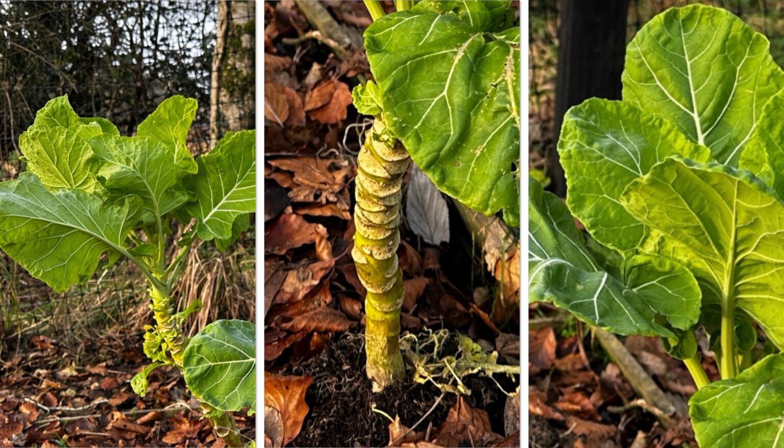 All About Tree Cabbage: Growing Hardy Brassica's in Scotland